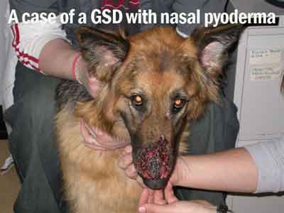 A-case-of-a-GSD-with-nasal-pyoderma